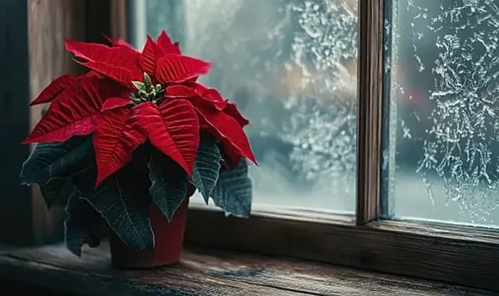 Framed Print : A red poinsettia plant sits in a pot on a windowsill Framed Print : A red poinsettia plant sits in a pot on a windowsill