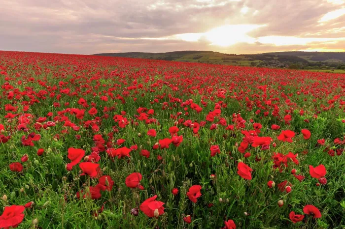 Framed Print : Red poppies, backlit field at sunrise Framed Print : Red poppies, backlit field at sunrise