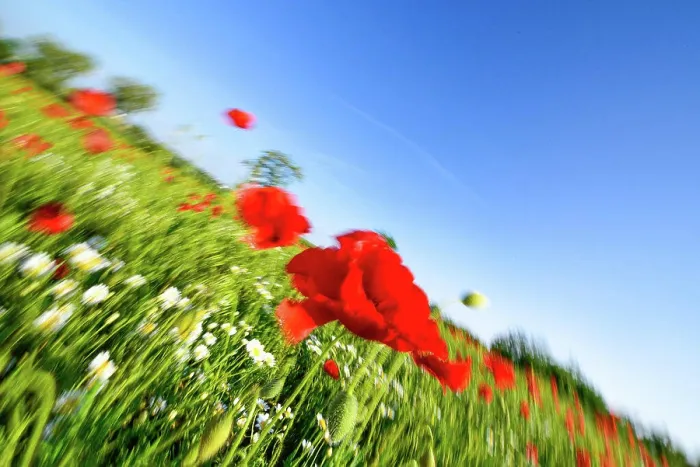 Framed Print : Red poppy (Papaver rhoeas), Neusiedl am See, Burgenland, Austria, Neusiedlersee Seewinkel Framed Print : Red poppy (Papaver rhoeas), Neusiedl am See, Burgenland, Austria, Neusiedlersee Seewinkel
