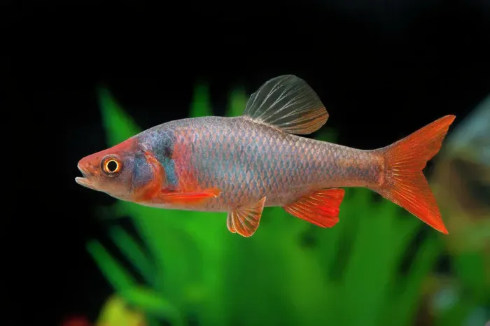 Framed Print : Red Shiner (Cyprinella lutrensis). Single fish in an aquarium Framed Print : Red Shiner (Cyprinella lutrensis). Single fish in an aquarium