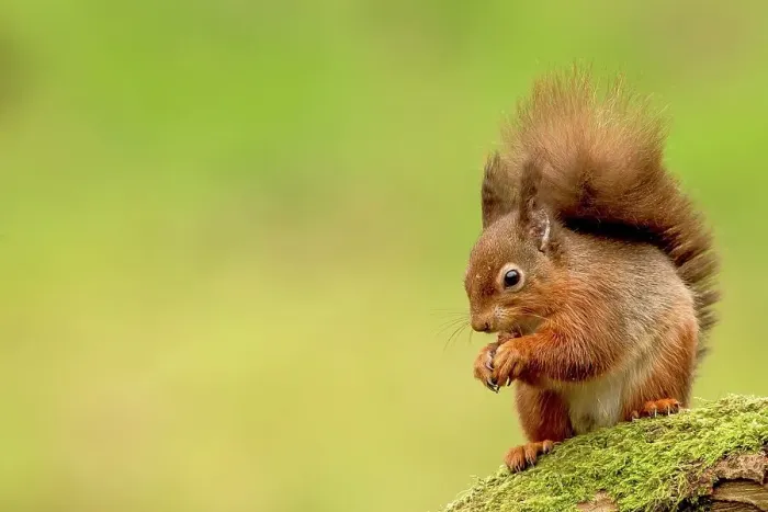 Framed Print : Red squirrel (Sciurus vulgaris) on tree stump Framed Print : Red squirrel (Sciurus vulgaris) on tree stump