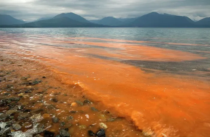 Framed Print : Red tide bloom, Hood Canal, Puget Sounds, Washington State, USA