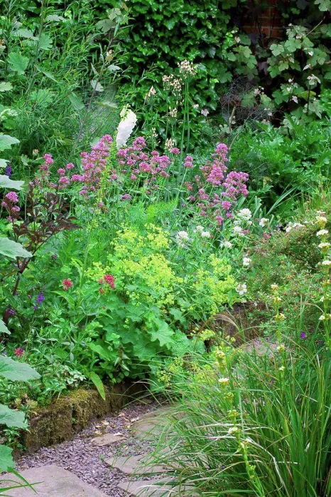 Framed Print : Red valerian at the garden Jardins de Valériane Framed Print : Red valerian at the garden Jardins de Valériane