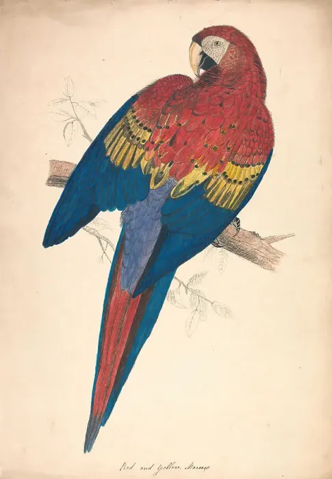 Framed Print : Red Yellow Macaw Nineteenth Century Edward Lear Framed Print : Red Yellow Macaw Nineteenth Century Edward Lear
