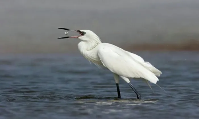 Framed Print : Reddish Egret White Morph Phase (Egretta Rufescens)