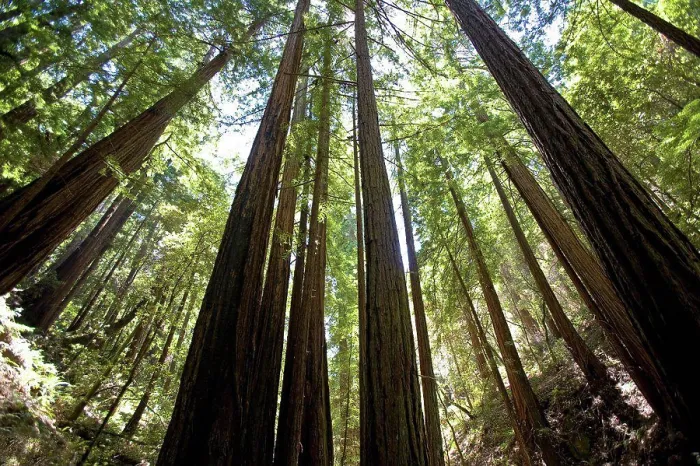 Framed Print : Redwoods Muir Woods National Monument California USA Framed Print : Redwoods Muir Woods National Monument California USA