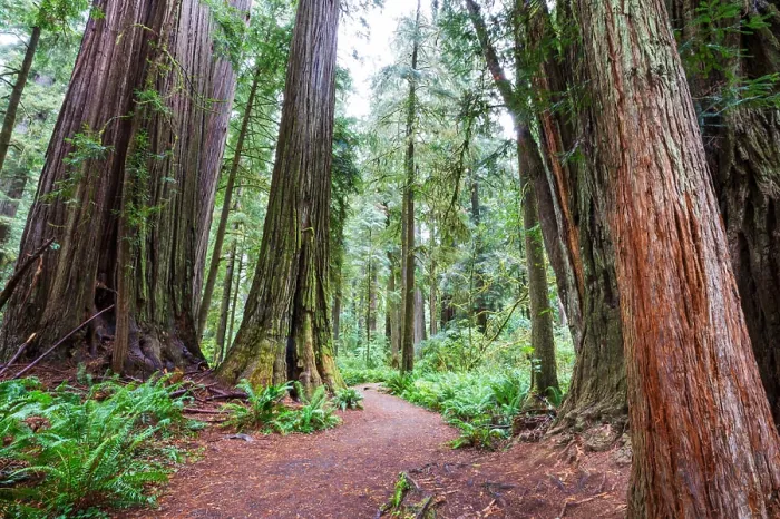 Framed Print : Redwoods Redwood trees in Northern California forest, USA Copyright: xZoonar.com / GalynaxAndrushkox 14888189