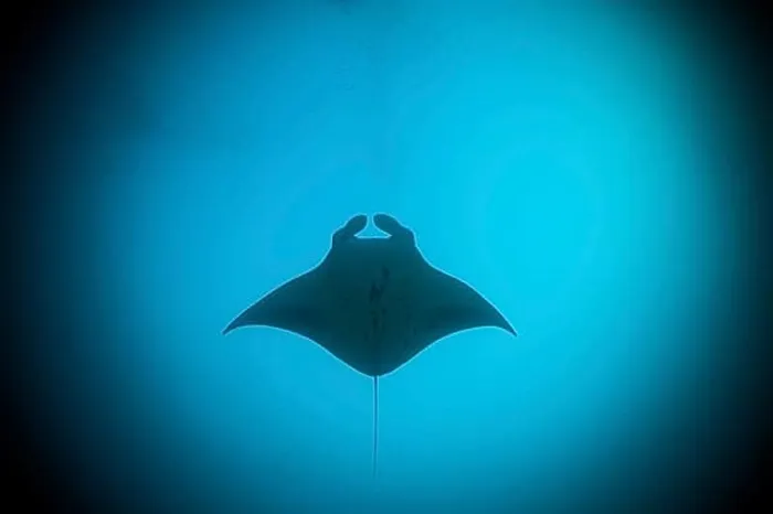 Framed Print : Reef Manta Ray, Manta alfredi, Ari Atoll, Indian Ocean, Maldives, Asia Framed Print : Reef Manta Ray, Manta alfredi, Ari Atoll, Indian Ocean, Maldives, Asia