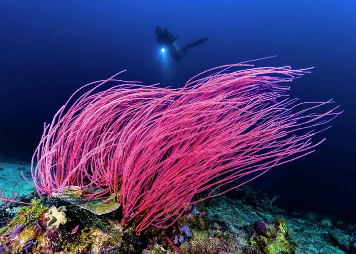 Framed Print : Reef scene with diver in Kimbe Bay, Papua New Guinea