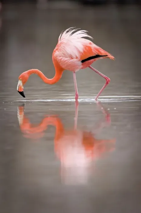 Framed Print : Reflection of American flamingo (Phoenicopterus ruber ruber) in lagoon Framed Print : Reflection of American flamingo (Phoenicopterus ruber ruber) in lagoon