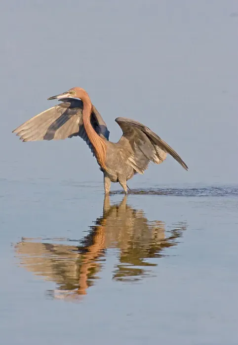 Framed Print : Reflection of Reddish egret (Egretta rufescens) in water Framed Print : Reflection of Reddish egret (Egretta rufescens) in water