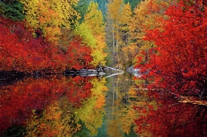 Framed Print : Reflection of trees in water, Nason Creek, Stevens Pass, Washington, USA