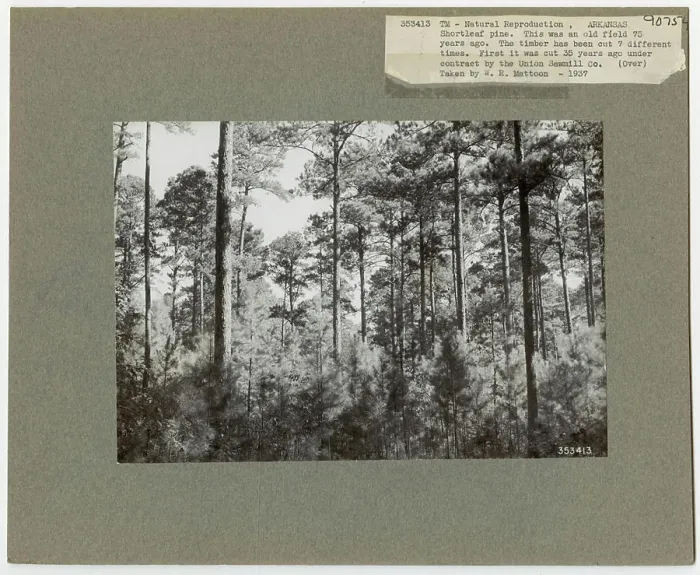 Framed Print : Reforestation - Arkansas. Photographs Relating to National Forests Framed Print : Reforestation - Arkansas. Photographs Relating to National Forests