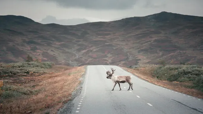 Framed Print : Reindeer on the road of Wilderness Road in the countryside of Jämtland in autumn in Sweden