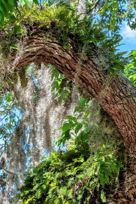 Framed Print : Resurrection fern on a live oak tree Framed Print : Resurrection fern on a live oak tree