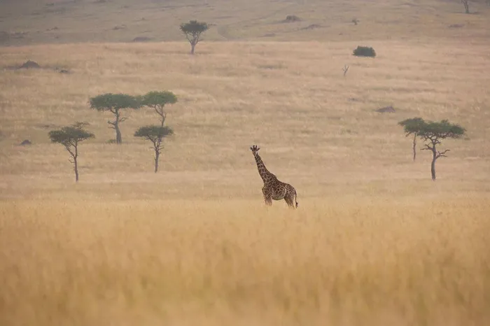 Framed Print : Reticulated giraffe, Kenya Kenya Framed Print : Reticulated giraffe, Kenya Kenya