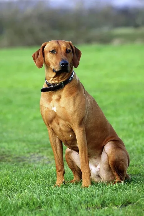 Framed Print : Rhodesian Ridgeback, Collar Framed Print : Rhodesian Ridgeback, Collar