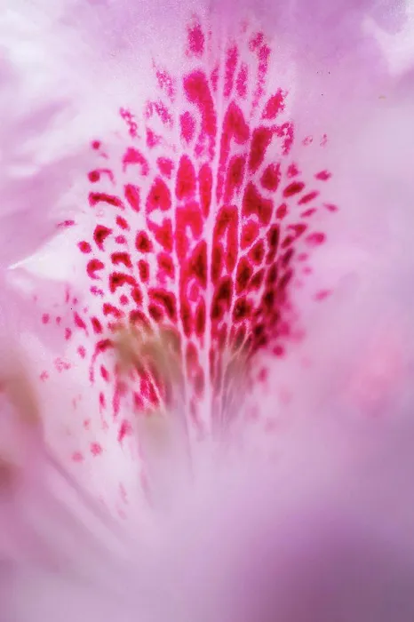 Framed Print : Rhododendron, flowers, close up Framed Print : Rhododendron, flowers, close up