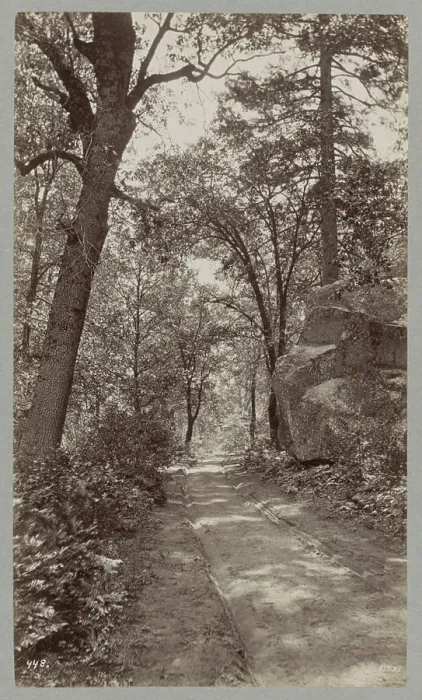 Framed Print : Get rid of cart tracks in a forest in the United States Framed Print : Get rid of cart tracks in a forest in the United States