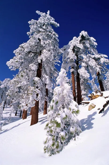 Framed Print : Rime ice and fresh powder on Ponderosa pines, Los Padres National Forest, California, USA Framed Print : Rime ice and fresh powder on Ponderosa pines, Los Padres National Forest, California, USA