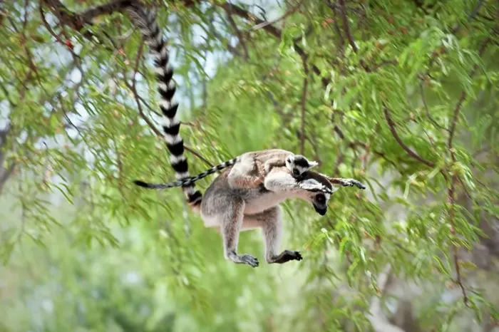 Framed Print : Ring-Tailed lemur (Lemur catta) leaping through canopy carrying infant