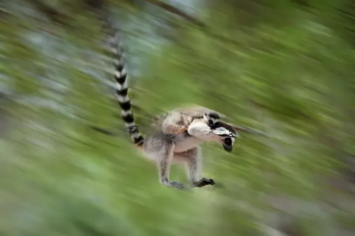 Framed Print : Ring-Tailed lemur (Lemur catta) leaping through canopy carrying infant Framed Print : Ring-Tailed lemur (Lemur catta) leaping through canopy carrying infant