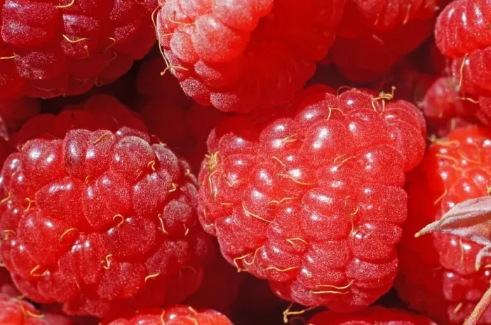 Framed Print : Ripe raspberry as a background extreme close-up (macro) Framed Print : Ripe raspberry as a background extreme close-up (macro)
