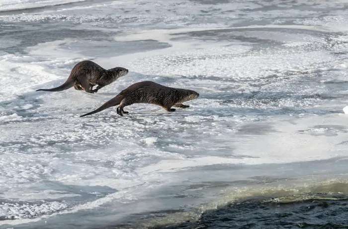 Framed Print : Two river otters (Lontra canadensis)