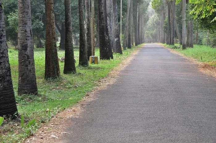 Framed Print : Road Botanical Garden West Bengal India Copyright: xRabinxChakraborty / DinodiaxPhotox