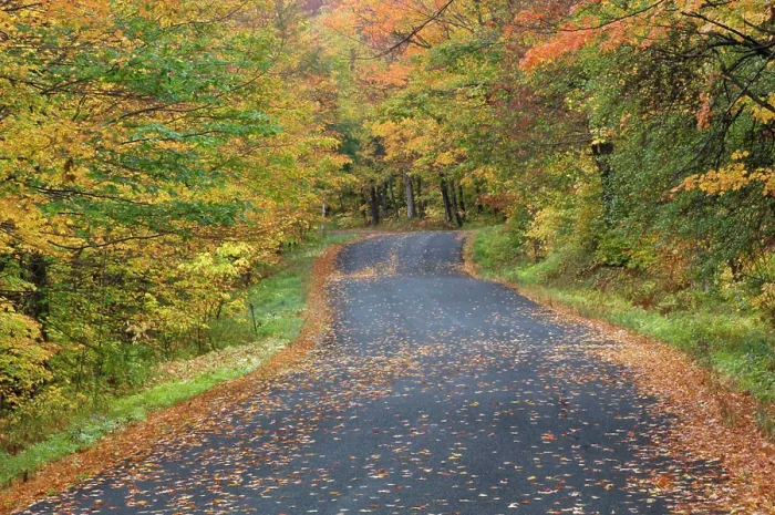 Framed Print : Roadside fall foliage, Southern Vermont, USA Framed Print : Roadside fall foliage, Southern Vermont, USA