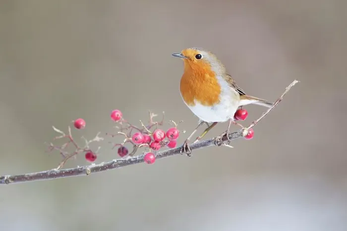 Framed Print : Robin (Erithacus rubecula) adult perched in on branch in the snow Framed Print : Robin (Erithacus rubecula) adult perched in on branch in the snow