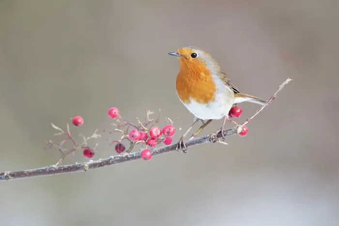 Framed Print : Robin Erithacus rubecula adult perched in snow Norfolk U Framed Print : Robin Erithacus rubecula adult perched in snow Norfolk U