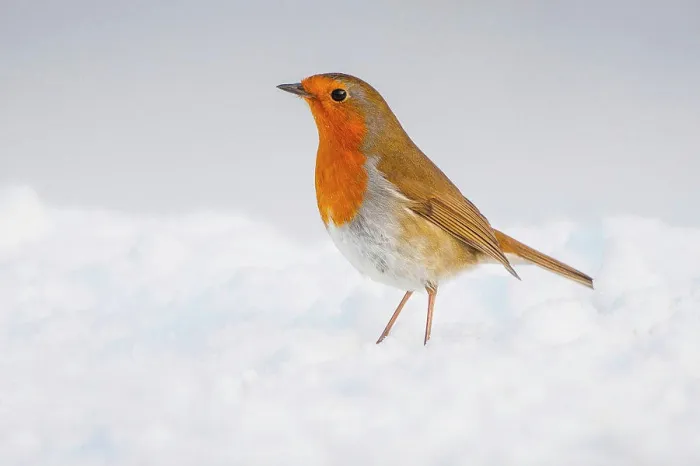 Framed Print : Robin Erithacus rubecula adult perched in snow Norfolk U.K. Robin Erithacus rubecula adult perched in snow Norfolk U.K