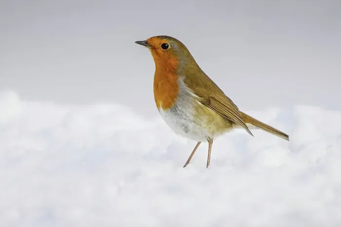 Framed Print : Robin (Erithacus rubecula) adult perched in snow Norfolk U Framed Print : Robin (Erithacus rubecula) adult perched in snow Norfolk U