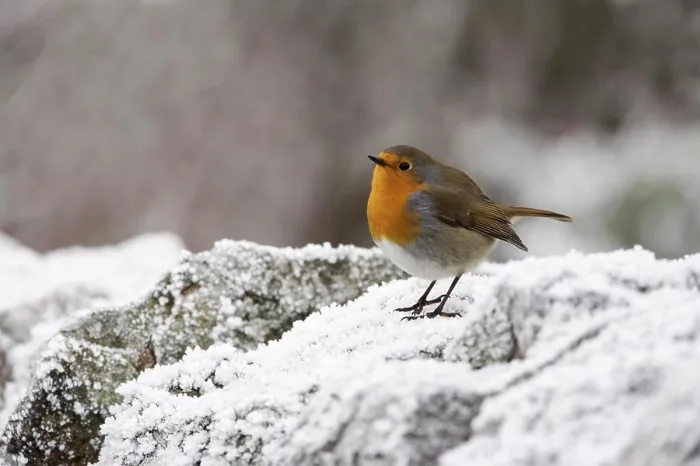 Framed Print : Robin Erithacus rubecula on frosty wall in winter, Northumberland, England, United Kingdom, Europe Framed Print : Robin Erithacus rubecula on frosty wall in winter, Northumberland, England, United Kingdom, Europe