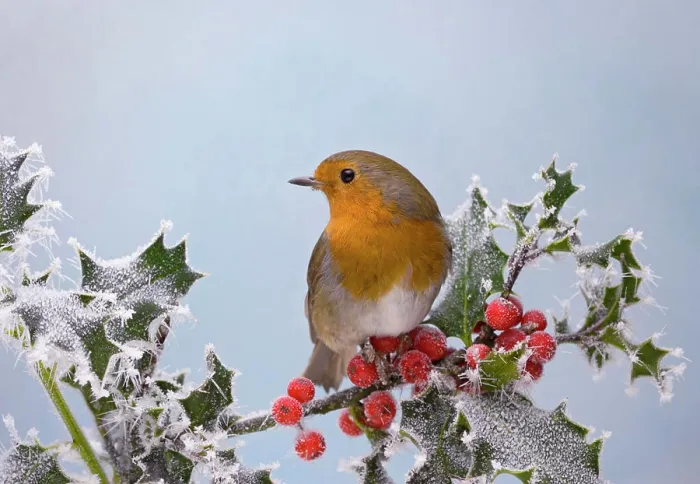Framed Print : Robin - on frosted holly (Erithacus rubecula). Bedfordshire UK Framed Print : Robin - on frosted holly (Erithacus rubecula). Bedfordshire UK