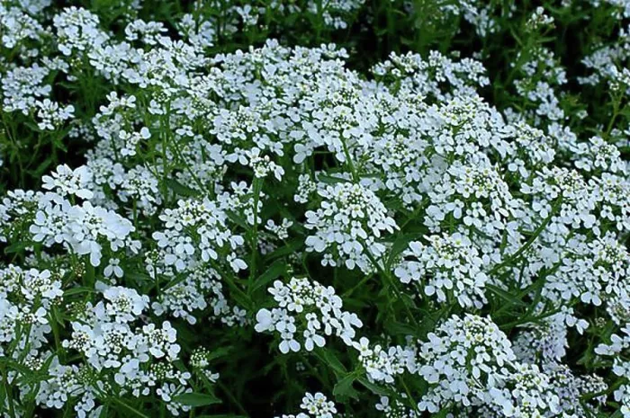 Framed Print : Rocket Candytuft (Iberis amara) Bitter peasant mustard Framed Print : Rocket Candytuft (Iberis amara) Bitter peasant mustard