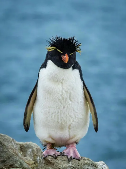 Framed Print : Rockhopper Penguin (Eudyptes chrysocome) Portrait on New Island, Falkland Islands