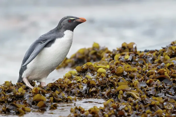 Framed Print : Rockhopper Penguin (Eudyptes chrysocome) along the shoreline in the Falkland Islands Framed Print : Rockhopper Penguin (Eudyptes chrysocome) along the shoreline in the Falkland Islands
