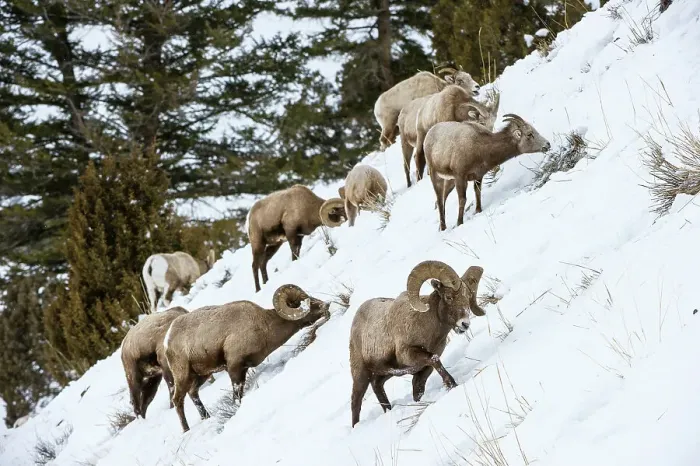 Framed Print : Rocky Mountain Bighorn Sheep (Ovis canadensis canadensis) searching for grazing beneath deep snow Framed Print : Rocky Mountain Bighorn Sheep (Ovis canadensis canadensis) searching for grazing beneath deep snow