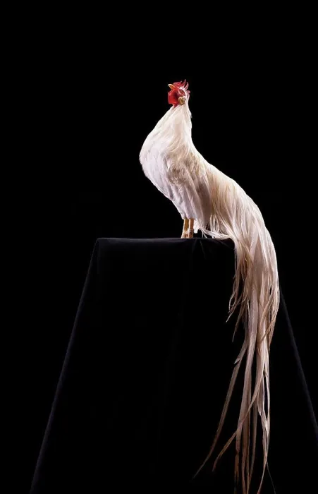 Framed Print : Rooster 'Onagadori Hakuro'