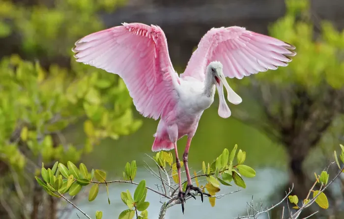 Framed Print : a ROSEATE SPOONBILL squawking while standing on a branch with wings raised Framed Print : a ROSEATE SPOONBILL squawking while standing on a branch with wings raised