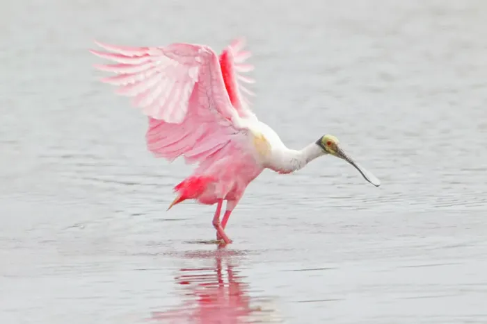 Framed Print : a ROSEATE SPOONBILL with wings raised walking in water with wings raised Framed Print : a ROSEATE SPOONBILL with wings raised walking in water with wings raised