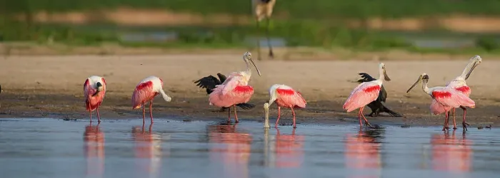 Framed Print : Roseate Spoonbills (Ajaia ajaja) (sometimes Platalea ajaja)