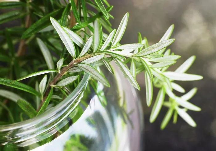 Framed Print : Rosemary leaves closeup in glass jar