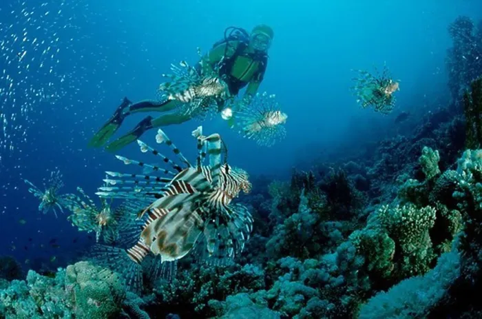 Framed Print : Rotfeuerfische und Taucher, lionfish, turkeyfish a, turkeyfish and scuba diver, Pterois volitans Framed Print : Rotfeuerfische und Taucher, lionfish, turkeyfish a, turkeyfish and scuba diver, Pterois volitans