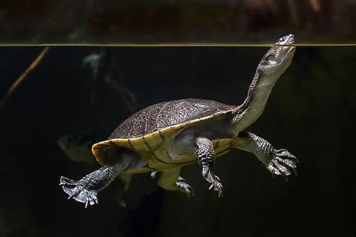 Framed Print : Roti Island snake-necked turtle (Chelodina mccordi)
