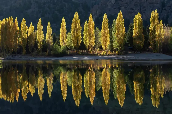 Framed Print : A row of poplar trees reflected in autumnal colours, San Carlos de Bariloche, Patagonia, Argentina, South America Framed Print : A row of poplar trees reflected in autumnal colours, San Carlos de Bariloche, Patagonia, Argentina, South America