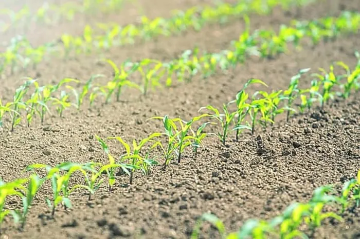 Framed Print : Rows of young green corn plants. Corn seedling on the field