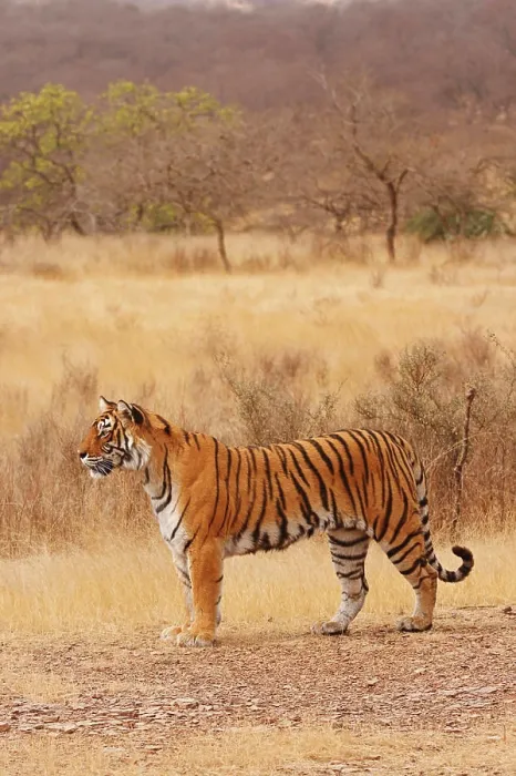 Framed Print : Royal Bengal Tiger in the dry grassland, Ranthambhor National Park, India Framed Print : Royal Bengal Tiger in the dry grassland, Ranthambhor National Park, India